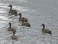 Ducks in the lake